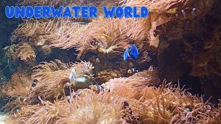 Underwater World - Rachel Enns Original Piano Music