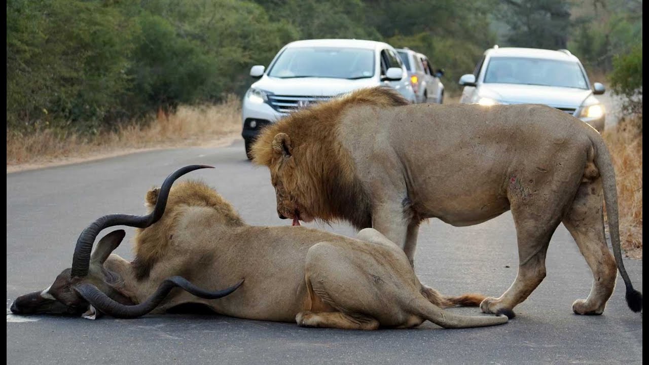 2 Male Lions Kill Kυdυ in the Middle of the Road - Latest Wildlife  Sightings - YoυTυbe