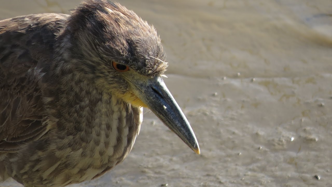 Yellow-crowned Night-Heron, Morro Bay, CA 