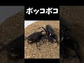 国産カブトムシvsアトラスオオカブト