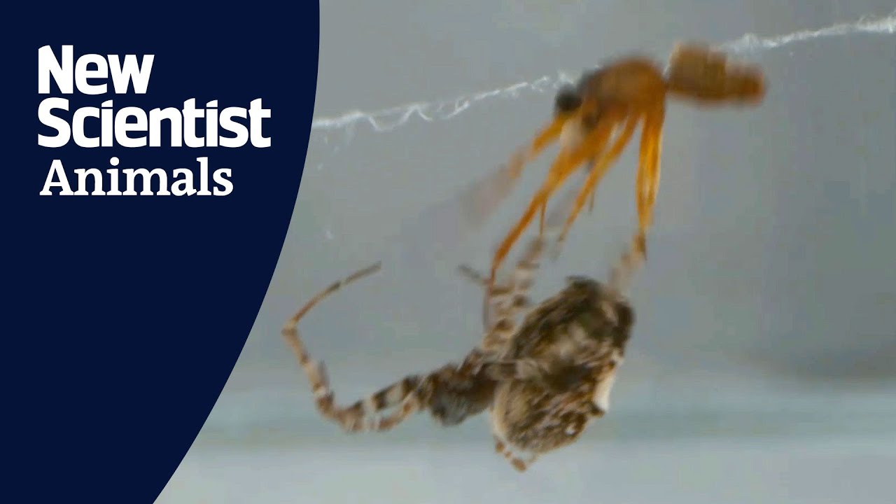 These spiders 'catapult' themselves to avoid getting eaten after