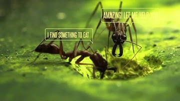 Call Out Toolkit Package After Effects Template