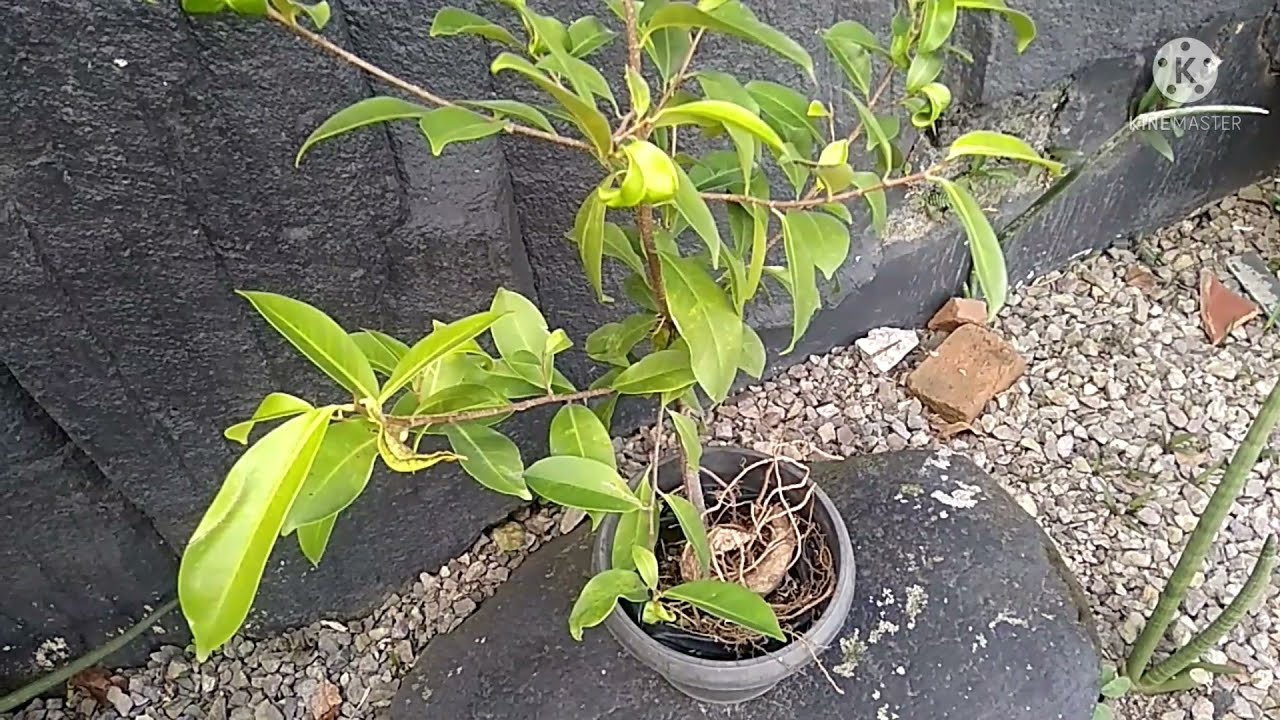 Tanaman Jambu Monyet Dalam Pot 