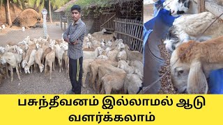 180 செம்மறி கிடா பராமரிக்க தினமும் 1 மணி நேரம் போதும்