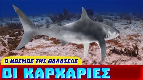 Οι Καρχαρίες
