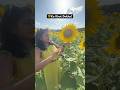 Sunflower Farm in America | Desi Style Tour #Shorts #usa #shalu #travel #sunflower