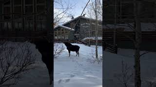 A Mangy Moose outside The Mangy Moose Saloon in Jackson Hole Ski Resort.   #shorts Update