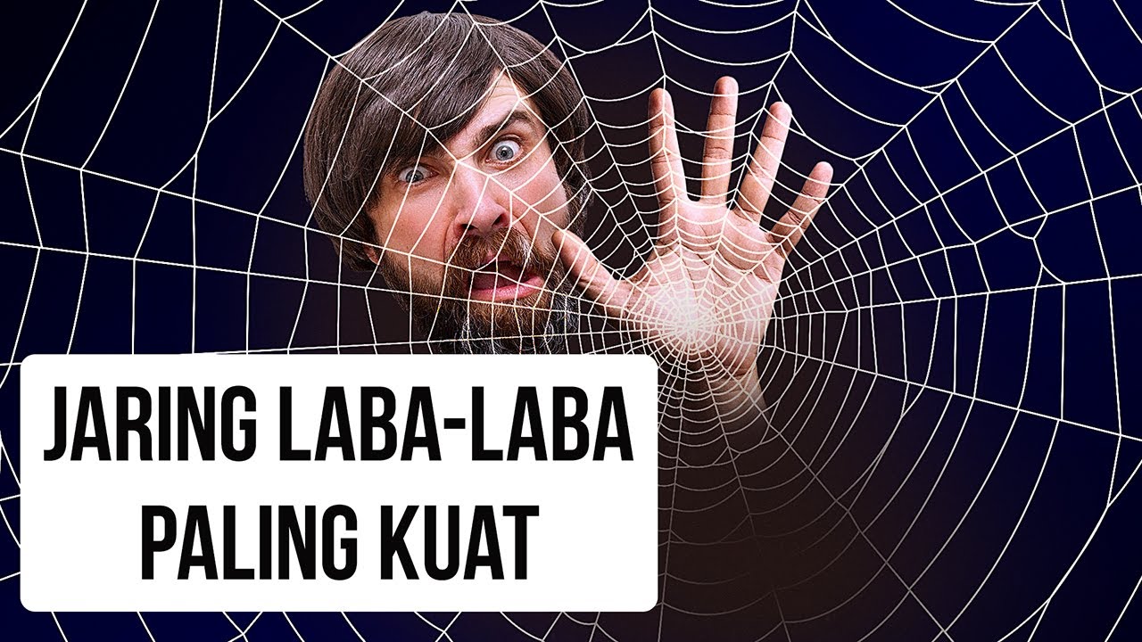Apa yang Terjadi Jika Kamu Terjebak Jaring Laba-laba Terbesar di Dunia