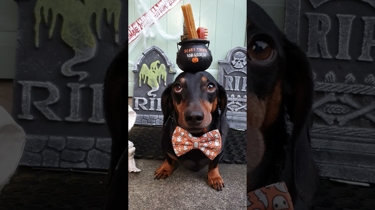 Happy Halloween from Harlso the balancing hound