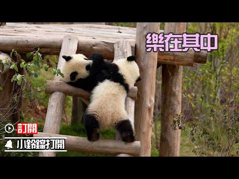 熊貓寶寶的快樂如此簡單 | iPanda熊貓頻道《熊貓早晚安》