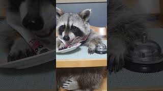 Clever Raccoon Asks for More Sunflower Seeds by Ringing a Bell
