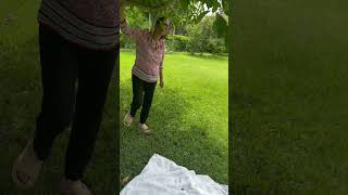 Khmer fruits tree # Cambodian jambolan plums