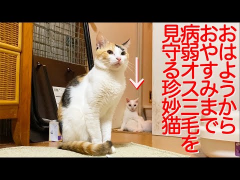 病弱なオス三毛猫、珍妙猫に見守られて平穏に生きる My spacecat is