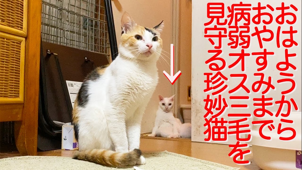 病弱なオス三毛猫、珍妙猫に見守られて平穏に生きる My spacecat is