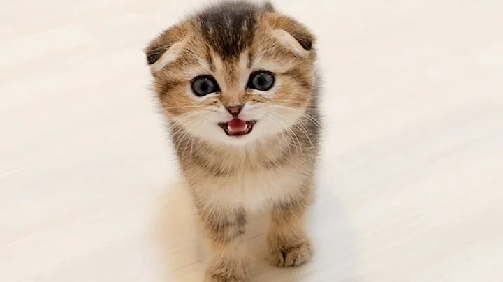 Watch the video about A gluttonous kitten meows for more food.