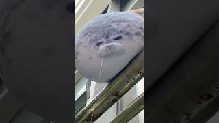 osaka Seal Plushcloudlike Cuddle Buddy