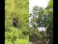 I Went Gorilla Trekking In Rwanda 🇷🇼🇷🇼