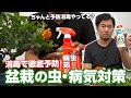 【虫や病気を予防】必ずやるべき!盆栽の予防消毒を大解説