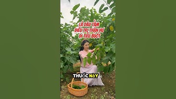 Lá dâu tằm điều trị suy thận