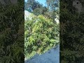 mango tree