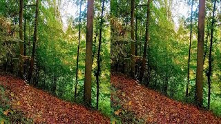 4k SBS VR Nature Video - Ambient Music - Virtual Walk - Autumn screenshot 5