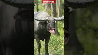 Hamba Dumba Hamba Damba Damba Haha Buffalo Funny Video