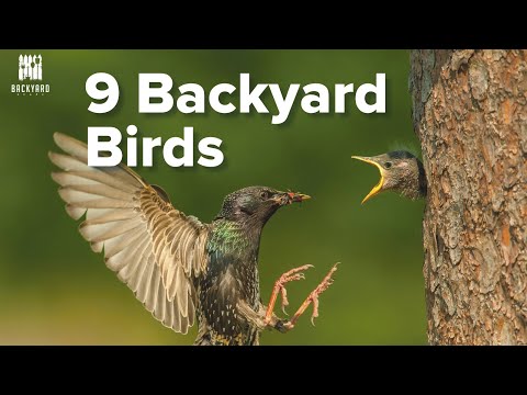Backyard Birds: 9