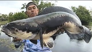 Download Lagu MANCING IKAN TOMAN DI MUSIM BANJIR WAJIB WASPADA‼️TOMAN MONSTER ADA DI MANA MANA MP3