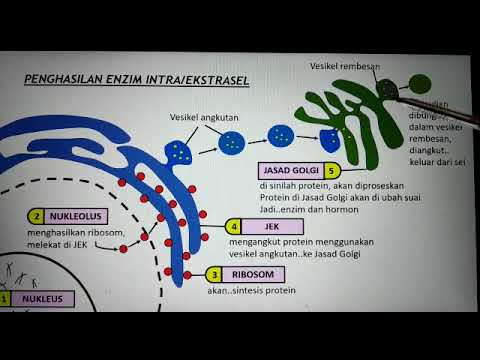 SPM BIOLOGI : LAGU ORGANEL SEL DAN PENGHASILAN ENZIM (oleh cikgu fatin)