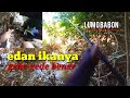 saat yang tepat mancing ikan lumo liar hasilnya di luar nalar