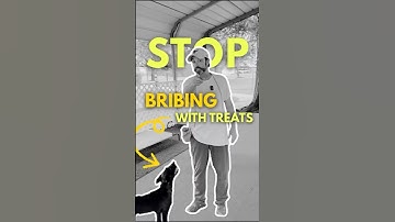 Stop Bribing Your Dog With Treats Learn Positive Reinforcement the Right Way