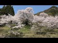 【奈良】佛隆寺の千年桜~【滋賀】畑のシダレザクラ  Butsuryuji Temple - Weeping cherry blossoms in Hata(Japan) (2023)