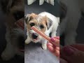 Four-legged coworkers can be nosy! Try our long-lasting chews for zoom meeting zoomies #puppy #wfh