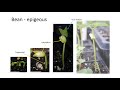 Development of plants HD  viii19