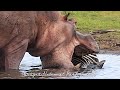 Amazing Wild Animal Encounters and Best Wildlife Sightings | Best Nature Documentary