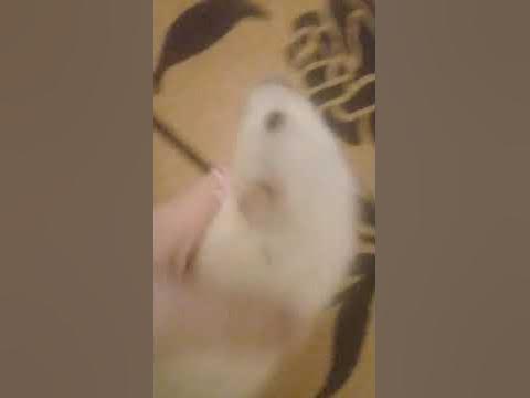 мышка-сосиска - YouTube