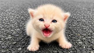 I saw kittens that had lost their mother, meowing and searching for her,I adopted and cared for them