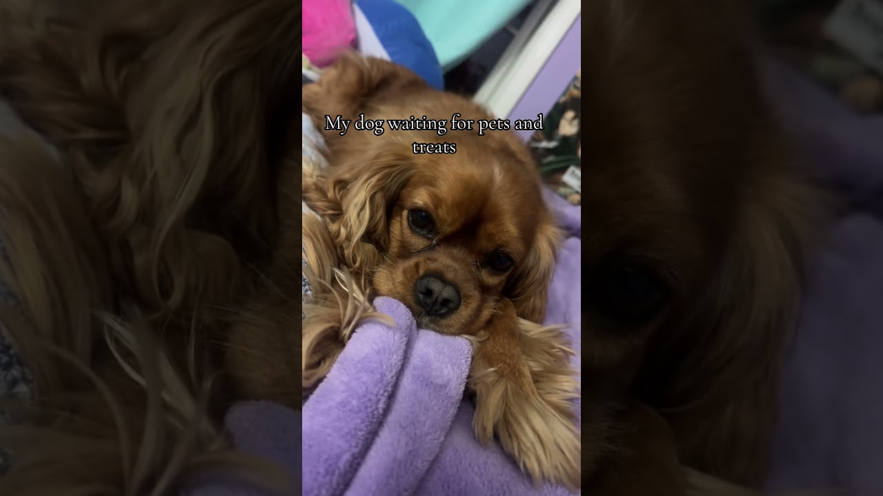 YaeMiko Cosplay | Genshin Impact | #hoyocreators #genshinimpact #yaemiko #cosplay  #genshincosplay