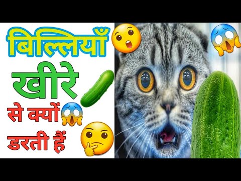 वीडियो: खीरे से डरती हैं बिल्लियाँ: वायरल घटना के पीछे के तथ्यों को जानना