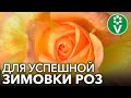 СДЕЛАЙТЕ ЭТО В СЕНТЯБРЕ ДЛЯ ОТЛИЧНОЙ ЗИМОВКИ РОЗ. Подкормка и обработка роз осенью