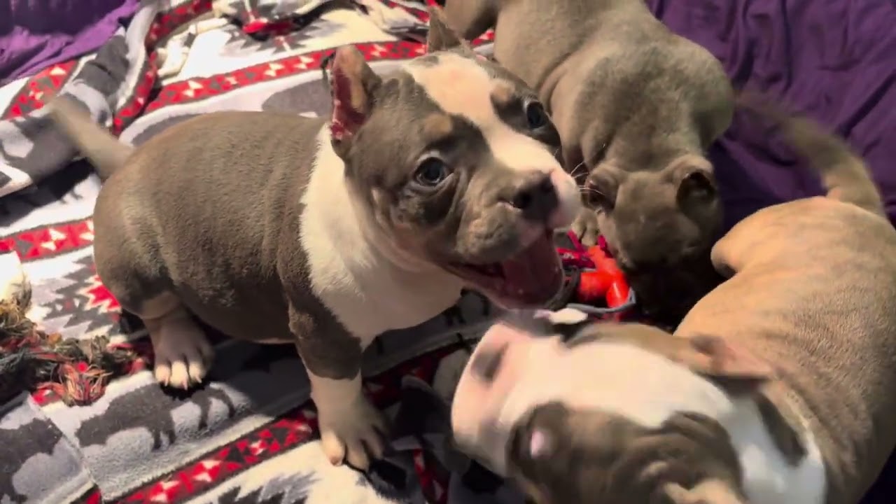 Невероятно низкие цены на американских карликовых бульдогов! 