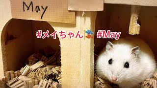 #メイちゃん🎏 #May #薔薇です🌹#baradesu #hamster #ハムスター by 薔薇です🌹のハムスターチャンネル 18 views 13 days ago 1 minute, 9 seconds