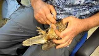 Dazed Ook Owl Injection Technique 230910