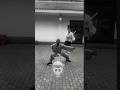 IShowSpeed Learns Kung Fu In China тАУ Must Watch ЁЯеЛЁЯФе Shorts Ishowspeed Trending IShowSpeed Learns Kung Fu In China тАУ Must Watch ЁЯеЛЁЯФе Shorts Ishowspeed Trending