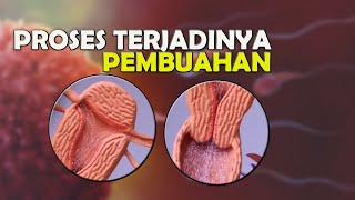 Ini dia ! Proses Terjadinya Pembuahan Yang Mudah Di Pahami