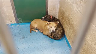 Long stay pups at the Lubbock Animal Shelter get a new chance at adoption