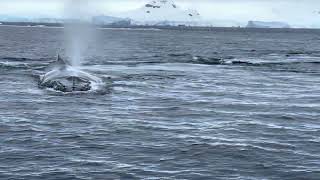 Whale Watching I, Enterprise Island, Antarctic, Monday, March 4, 2024