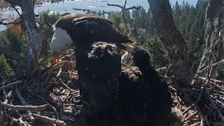Shadow brings breakfast fish and Jackie feeds the babies | Big Bear Bald Eagle | May 21, 26