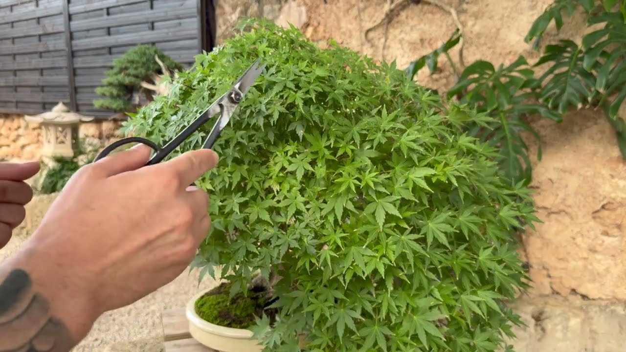 Методы бонсай: Уменьшение размера листьев бонсай от Рафаэля Торреса