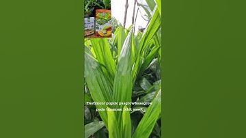 Testimoni pupuk pasgrow dan saegrow untuk tanaman bibit sawit varietas yang Ambi